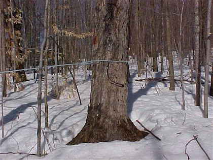Tree tapped with plastic tubing